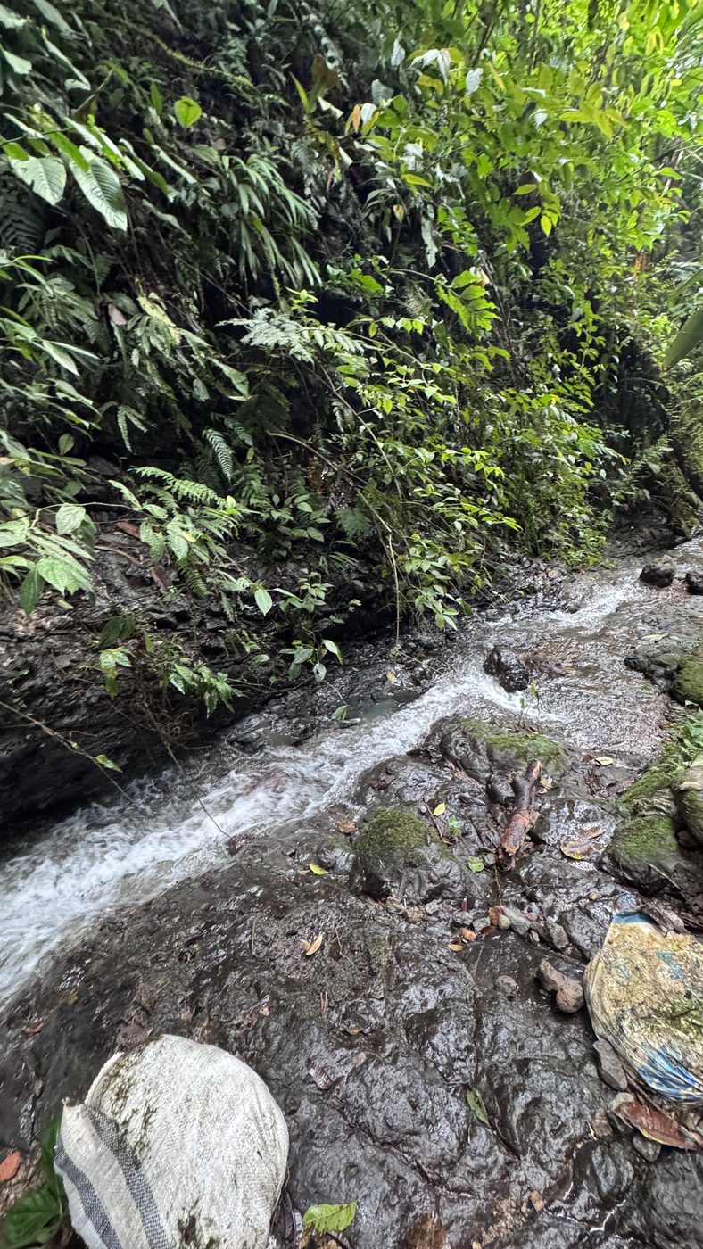 Vertiente de agua en la selva